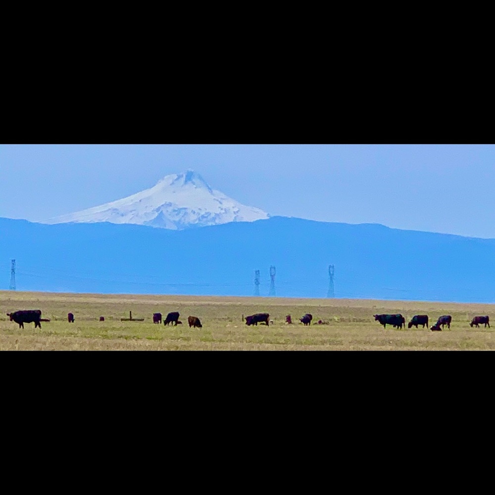 Sharing Oregon 🧡 - Picture 7 of 16